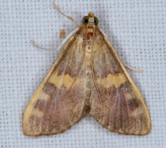 Rehimena surusalis