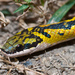 Black-backed Snake - Photo (c) Marco Gaiani, some rights reserved (CC BY-NC-ND), uploaded by Marco Gaiani