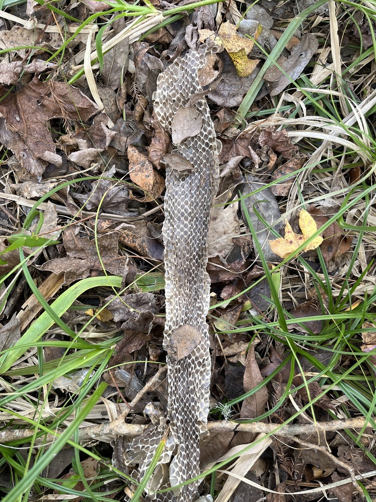 Northern Cottonmouth from Trinity River National Wildlife Refuge ...