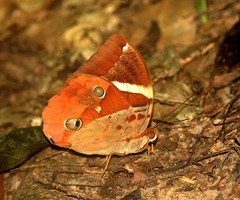 Thauria aliris pseudaliris