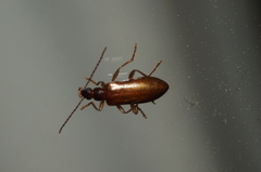 Statira