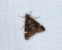 Heliothela ophideresana