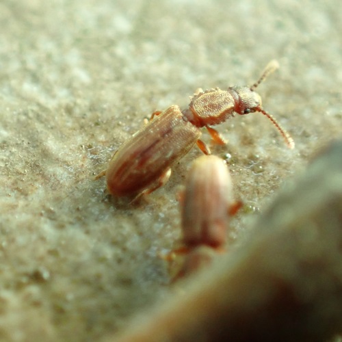 Sawtoothed Grain Beetle photo 3