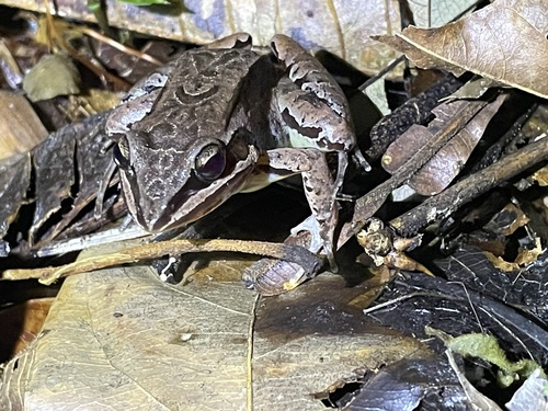 Madre de Dios Thin-toed Frog, Leptodactylus didymus