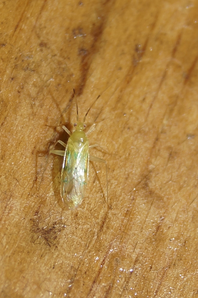 Paraproba mexicana