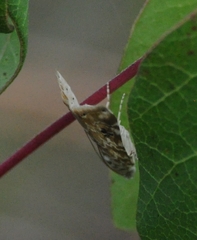 Hellula