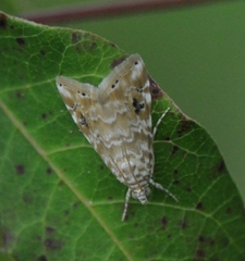 Hellula