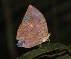 Zeuxidia amethystus