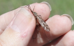 Tipula cylindrata