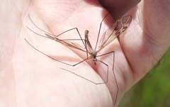 Tipula cylindrata