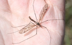 Tipula cylindrata