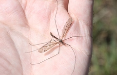 Tipula cylindrata