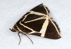 Fodina ostorius