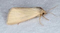 Heliocheilus moribunda