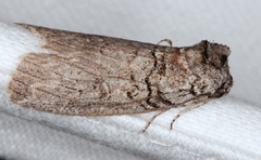 Discophlebia celaena