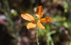 Papaver californicum