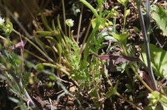 Papaver californicum