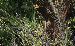Papaver californicum