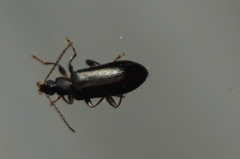 Statira
