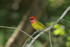 Piranga erythrocephala