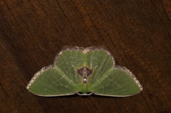 Synchlora astraeoides