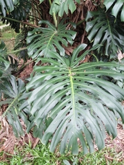 Monstera deliciosa