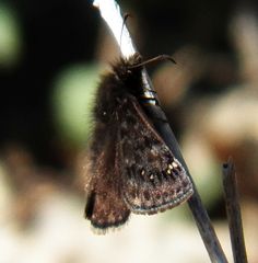 Erynnis juvenalis juvenalis