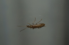 Oedemerinae