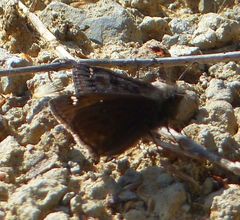 Erynnis juvenalis juvenalis