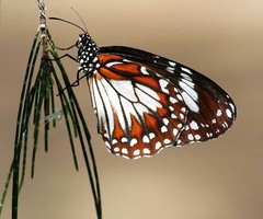 Danaus affinis malayana