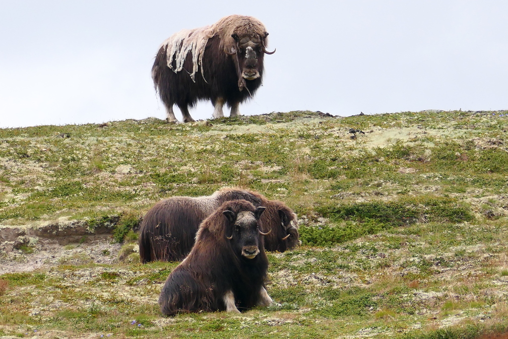 Ovibos moschatus, Oppdal, Norwegen, by tobi-nature