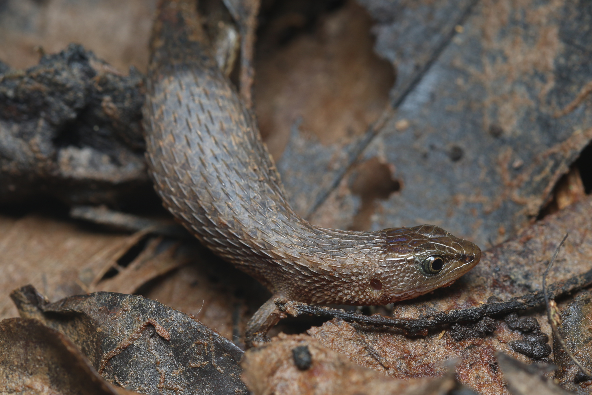 Alopoglossus angulatus (Linnaeus, 1758)