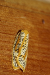 Templemania rhythmogramma