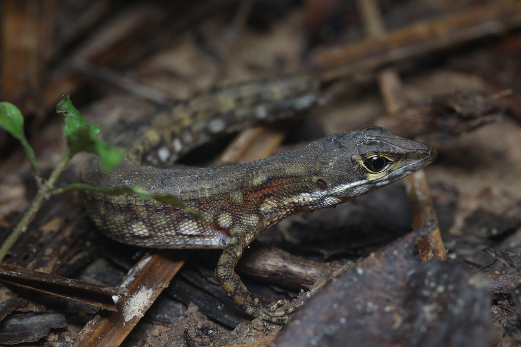 Two-Faced Neusticurus