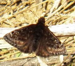 Erynnis juvenalis juvenalis
