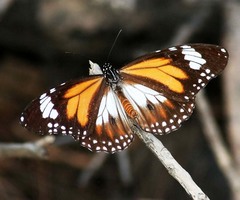 Danaus affinis malayana