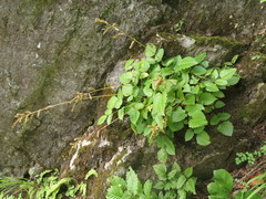 Aruncus parvulus