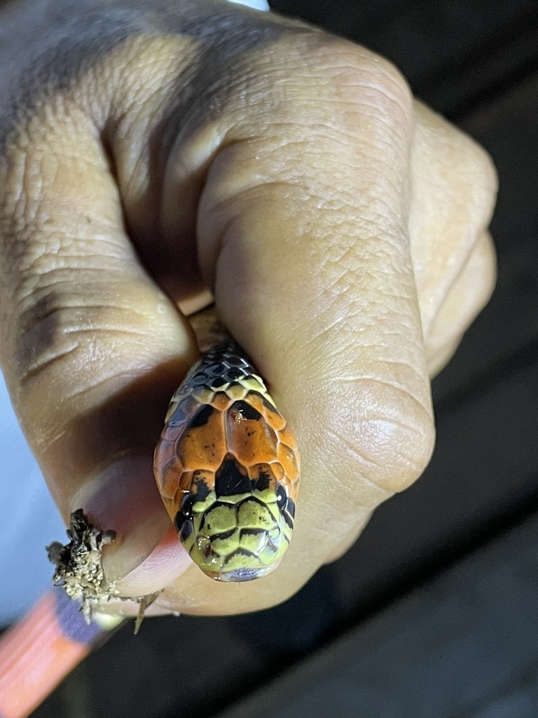 Bolivian Coral Snake