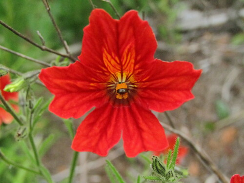 Image of Salpiglossis sinuata by (c) Bruno Avilez, some rights reserved (CC BY)