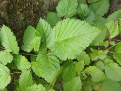 Aruncus parvulus