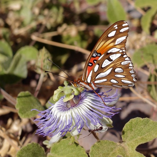 Gulf fritillary