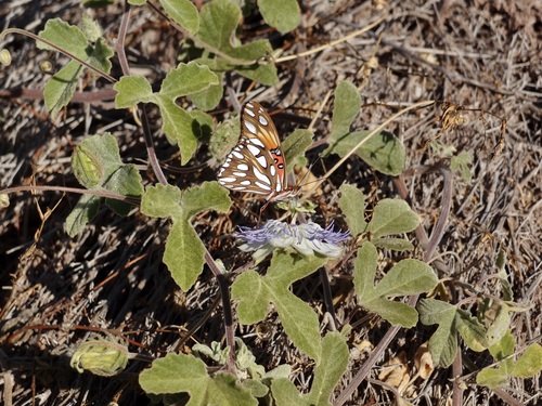 Image of Passiflora arida by (c) Sue Carnahan, some rights reserved (CC BY)