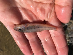 Percopsis omiscomaycus