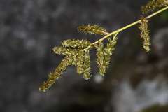 Aruncus parvulus