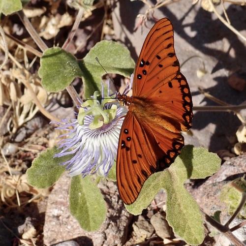 Image of Passiflora arida by (c) Sue Carnahan, some rights reserved (CC BY)