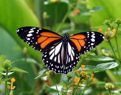 Danaus melanippus hegesippus