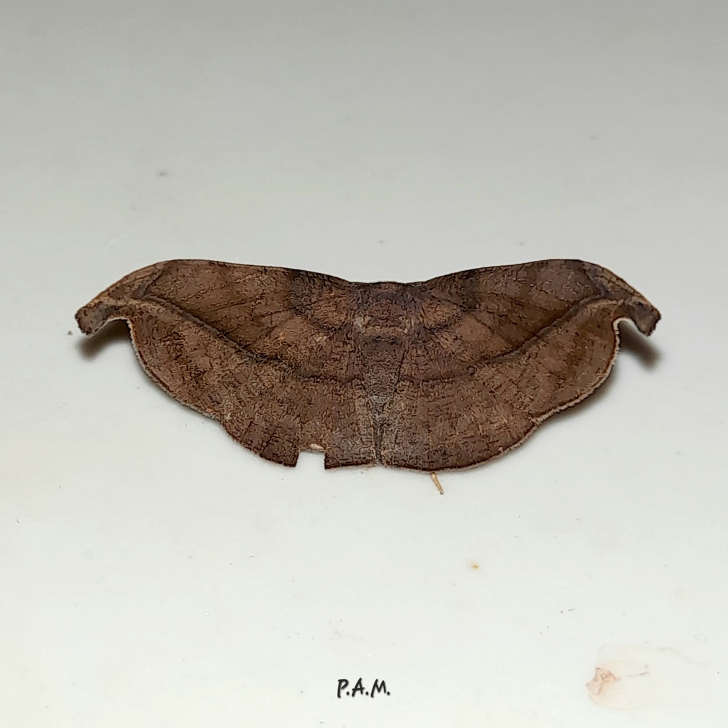 Patalene moneta