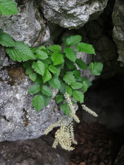 Aruncus parvulus