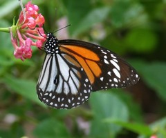 Danaus melanippus hegesippus