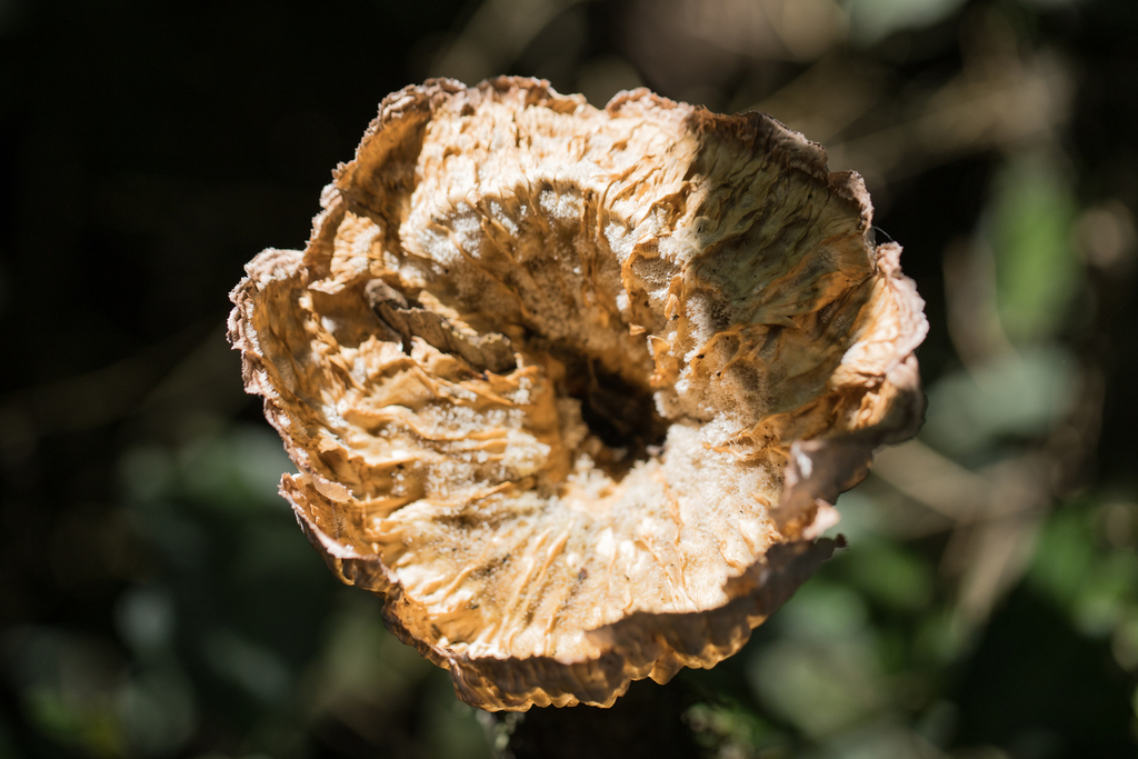 Cymatoderma caperatum · December 2023 · photo: © ftsautter (iNaturalist, cc0)
